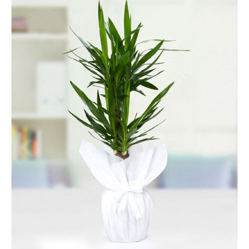 Yucca Drasena Saksı Çiçeği